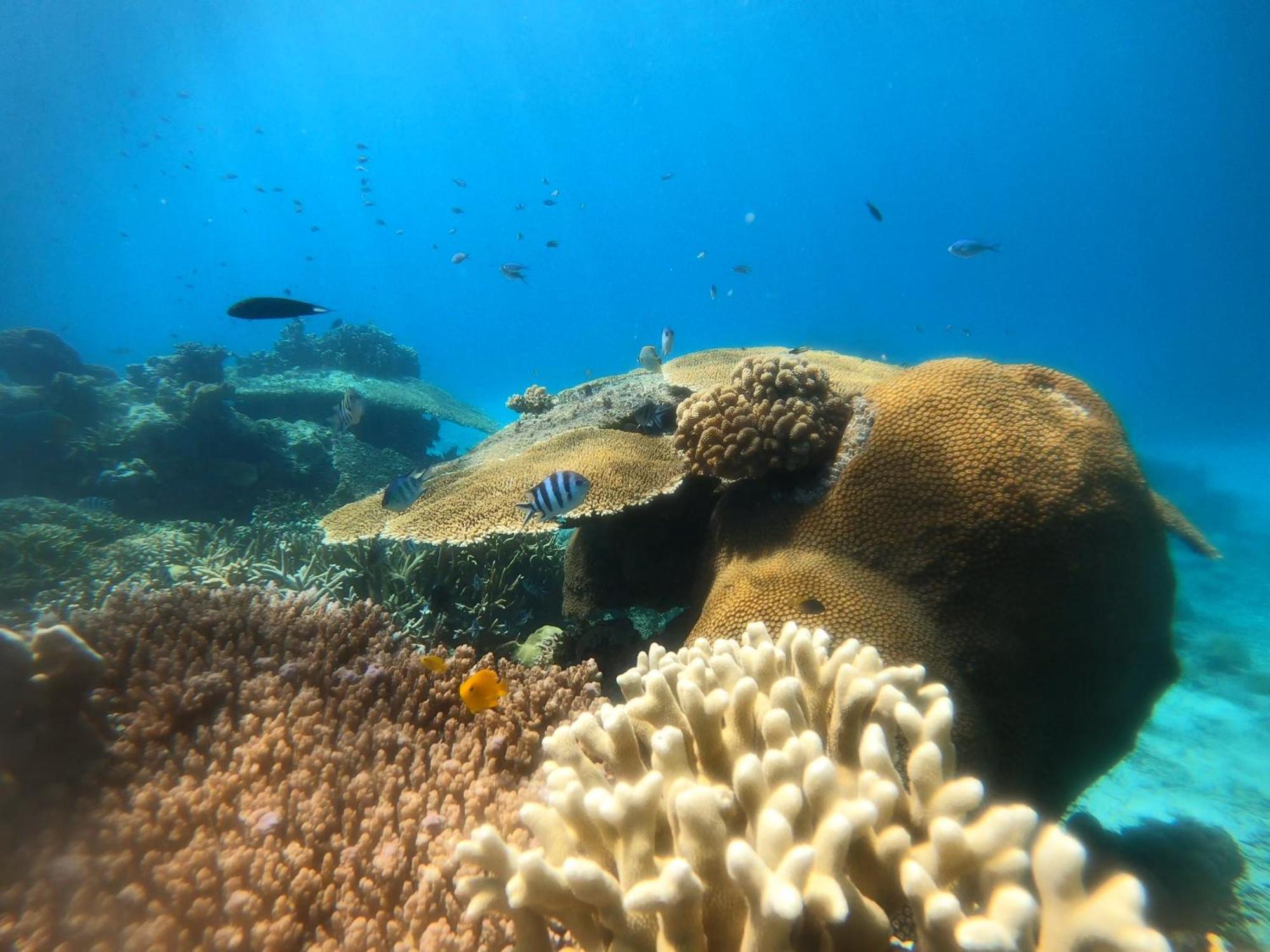 Natuna Dive Resort 라나이 외부 사진